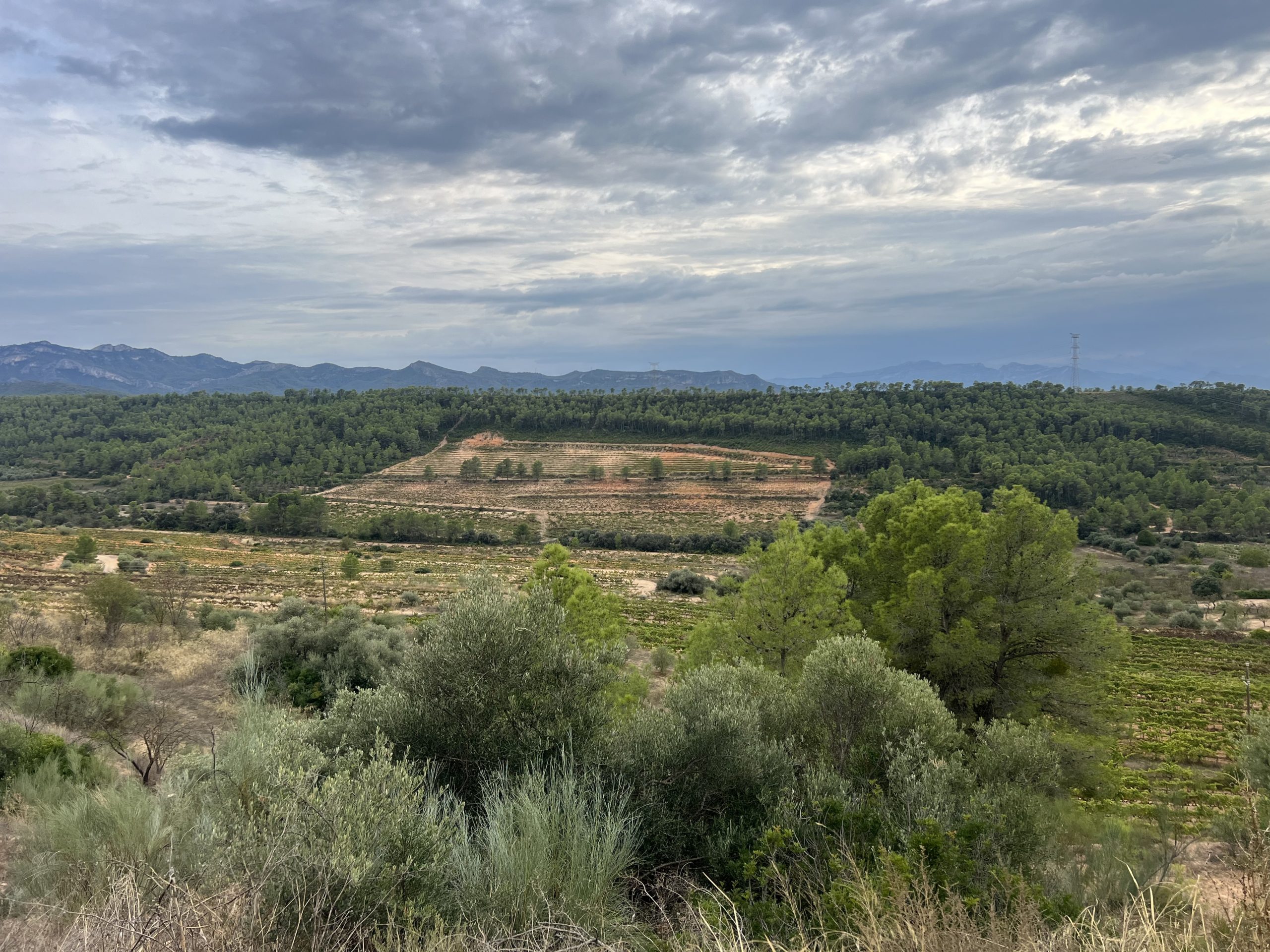 alyvuogių aliejus 2